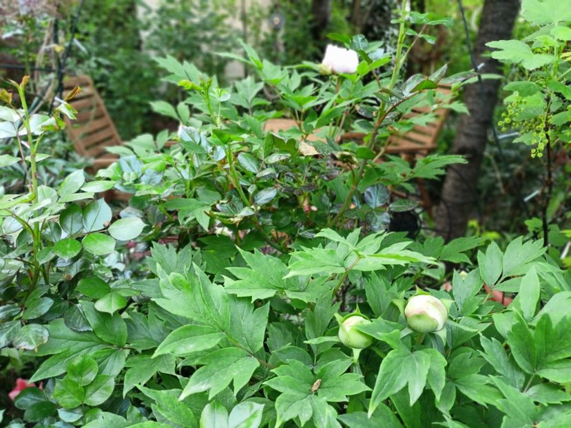 Er Qiao,  arbustiv - Grădina 2025 continuare 1