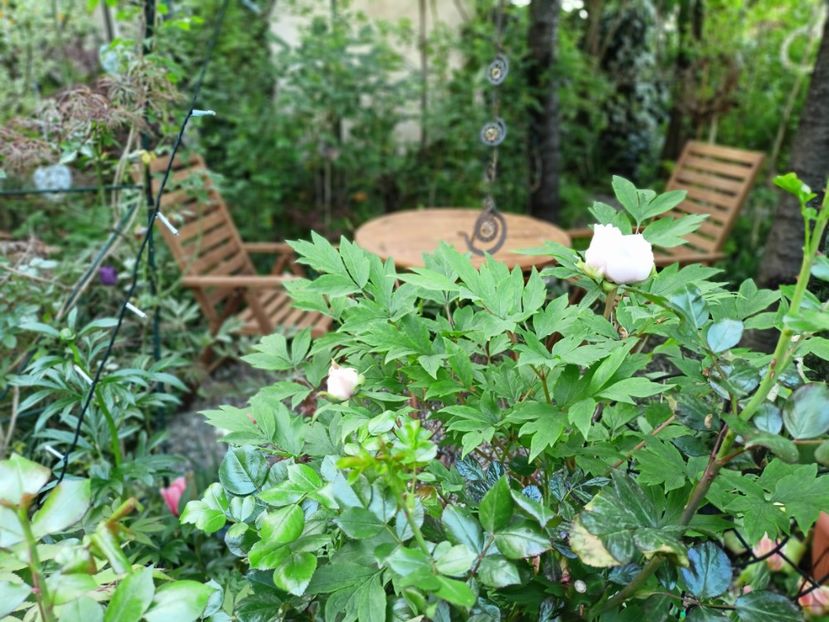  - Grădina 2025 continuare 1