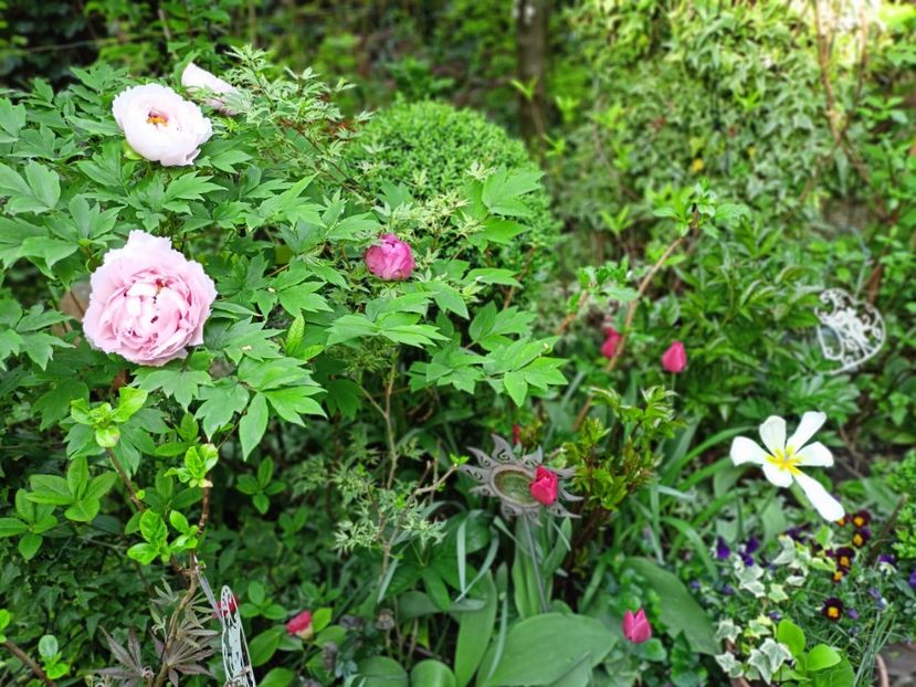 Er Qiao,  arbustiv - Grădina 2025 continuare 1