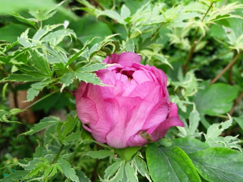  - Grădina 2025 continuare 1