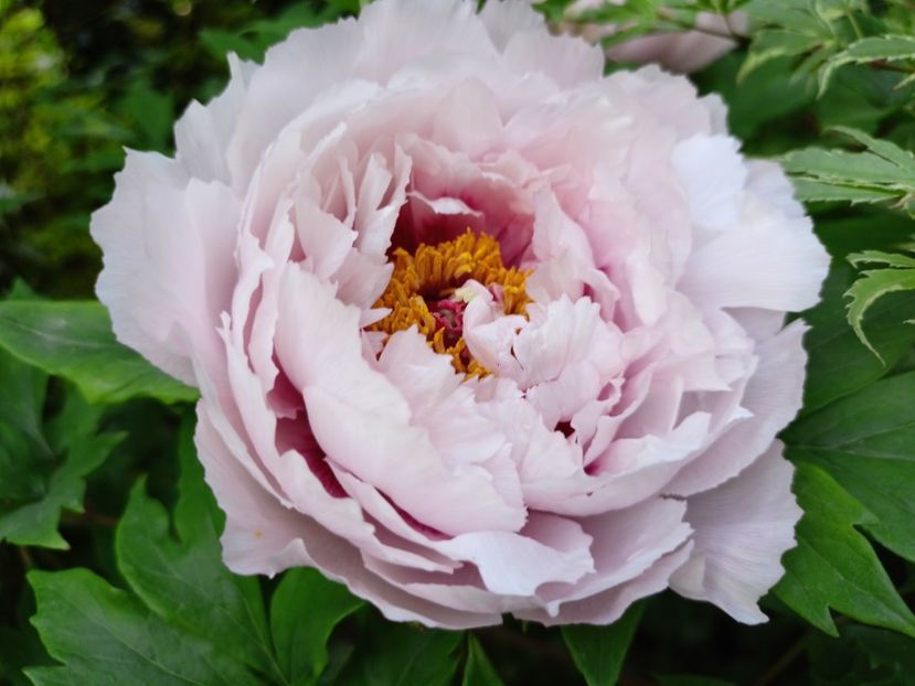  - Grădina 2025 continuare 1