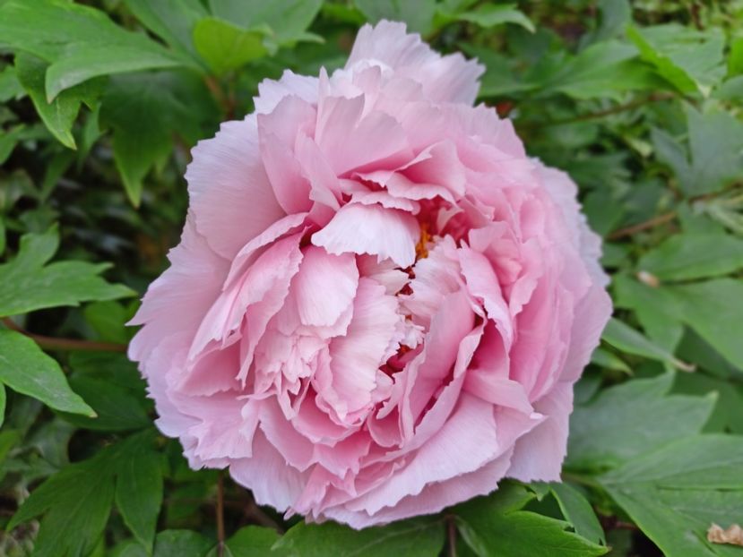  - Grădina 2025 continuare 1