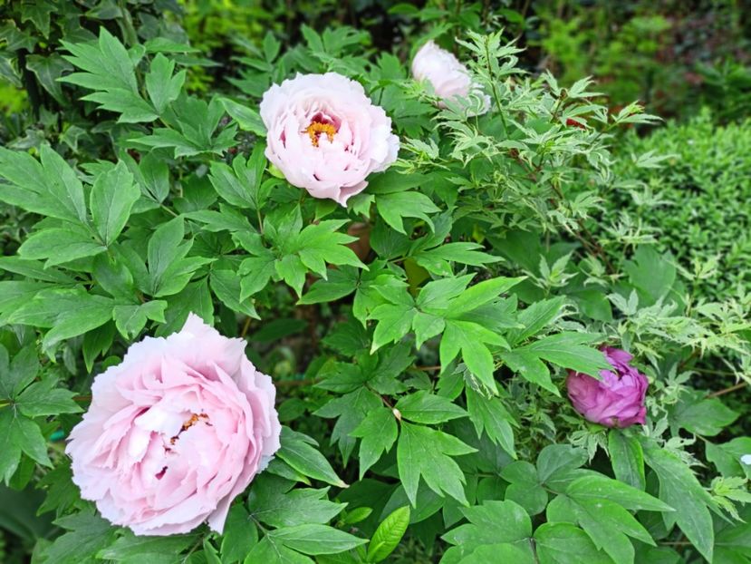  - Grădina 2025 continuare 1