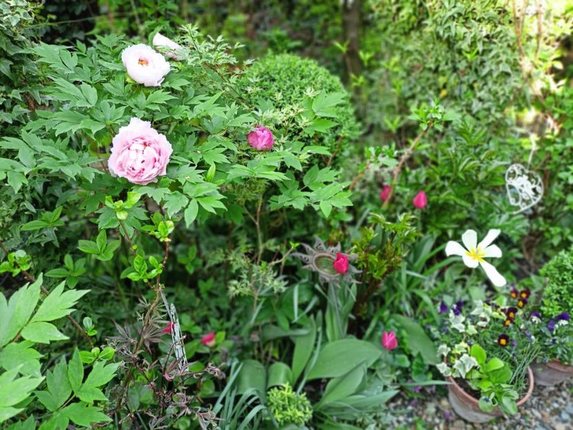  - Grădina 2025 continuare 1