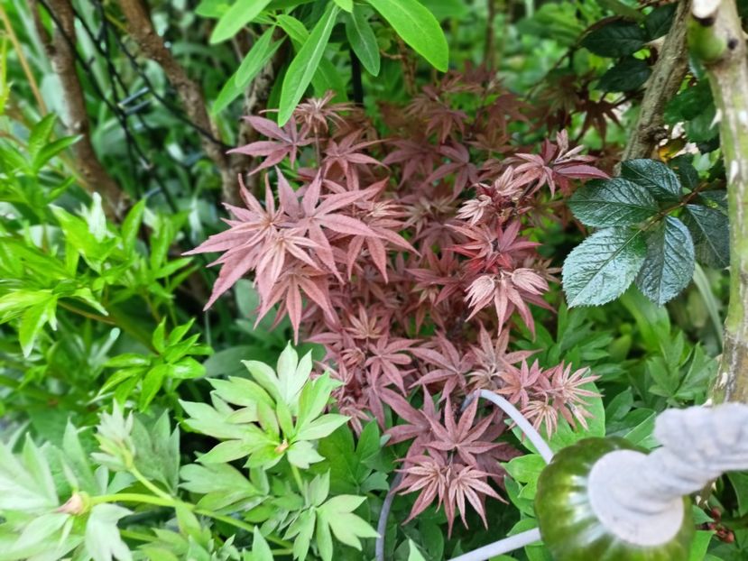 Twomblys Red Sentinel - Grădina 2025 continuare 1