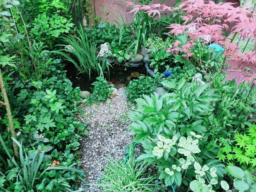 Geisha Gone Wild - Grădina 2025 continuare 1