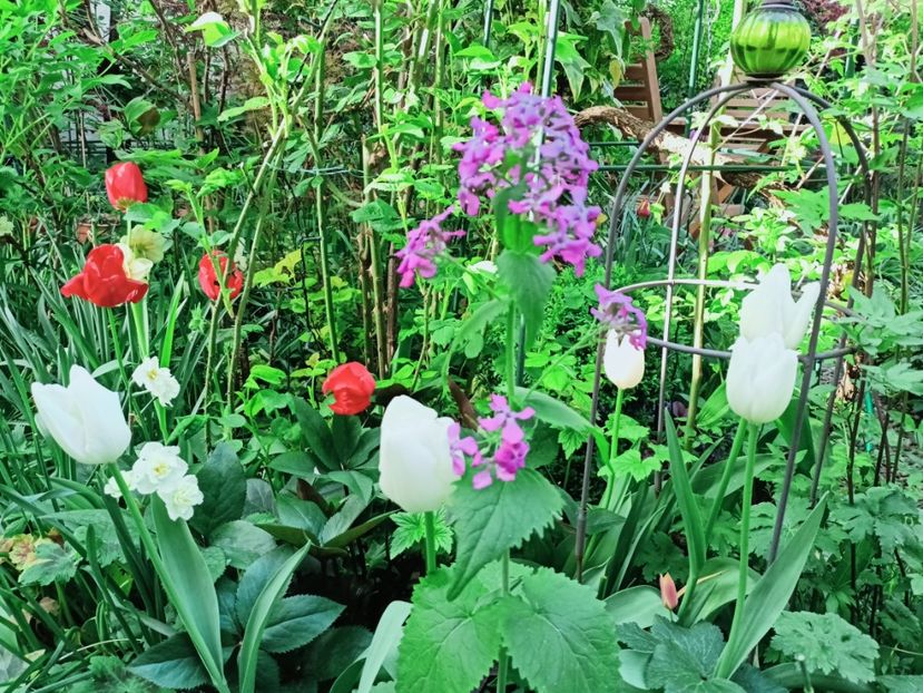  - Grădina 2025 continuare 1