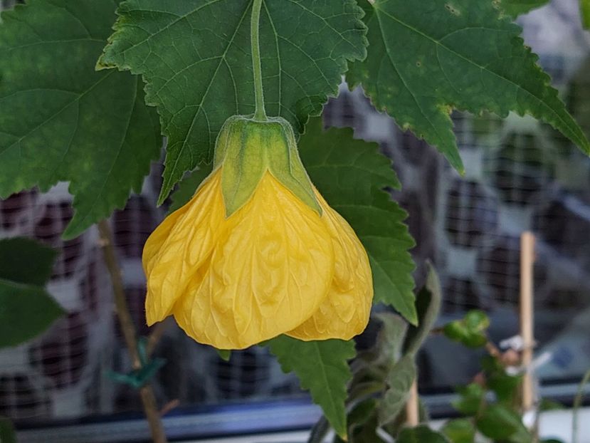 Abutilon galben(22-04-2025) - Abutiloni 2025