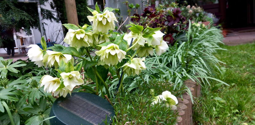  - Helleborus - Spanz