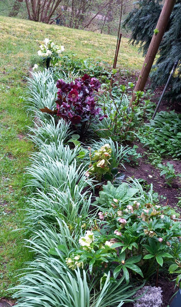  - Helleborus - Spanz