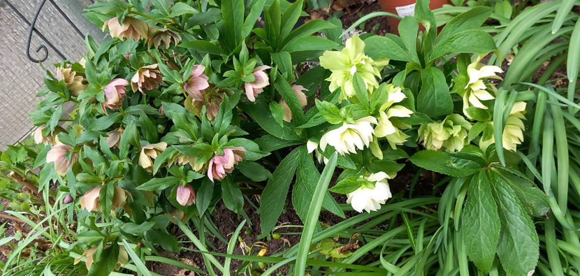  - Helleborus - Spanz