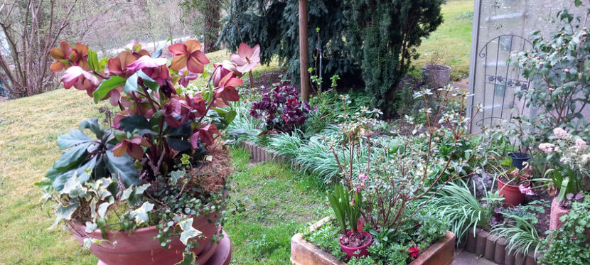 Am inchis sezonul de primavara a spanzului! - Helleborus - Spanz