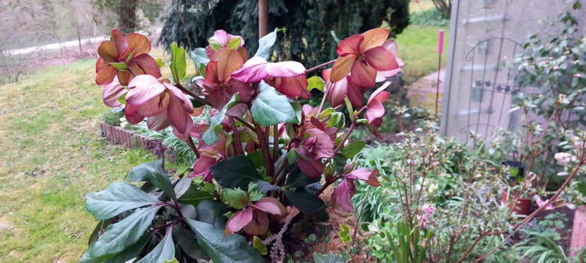  - Helleborus - Spanz