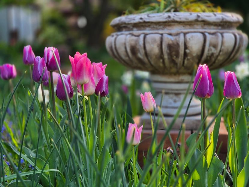  - 00_2025 Primăvara