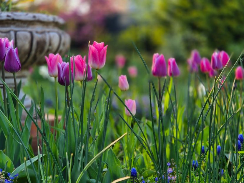  - 00_2025 Primăvara