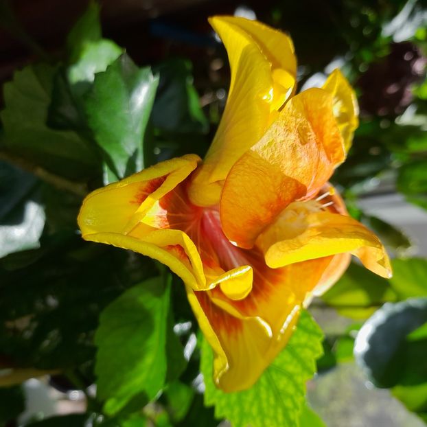  - Chis Garden Forest Rhapsody