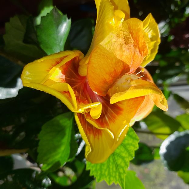  - Chis Garden Forest Rhapsody