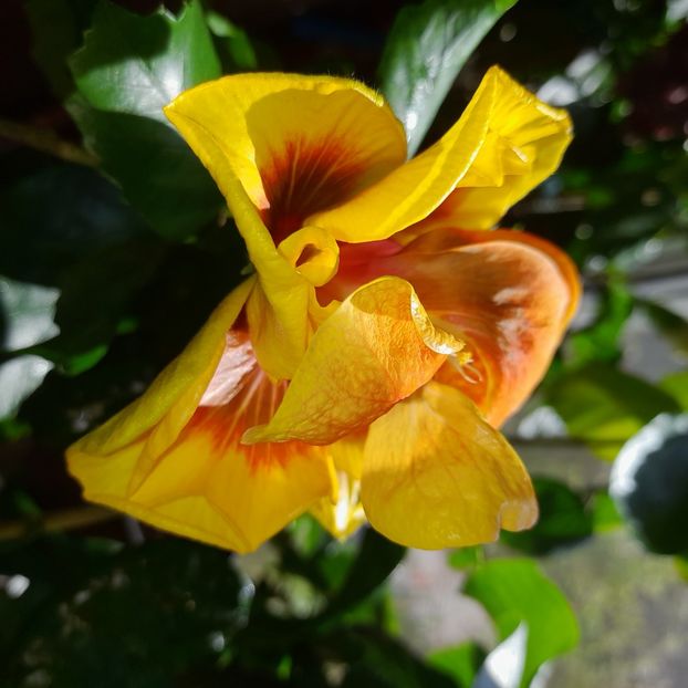  - Chis Garden Forest Rhapsody