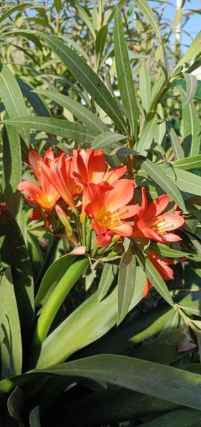 Clivia 2 - CLIVIA