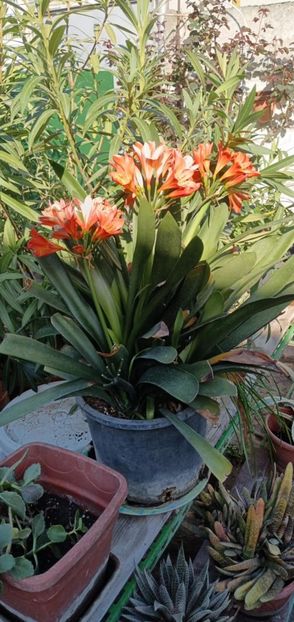 Clivia 3 - CLIVIA