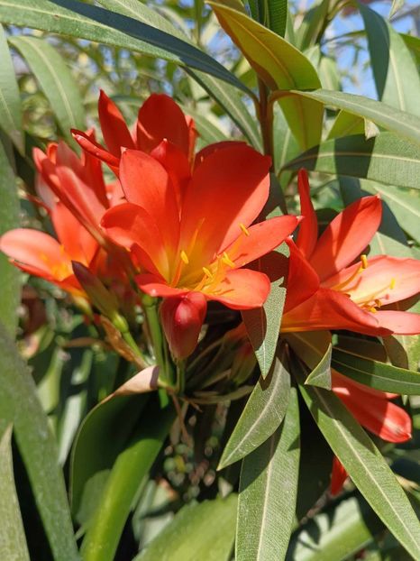 Clivia 4 - CLIVIA