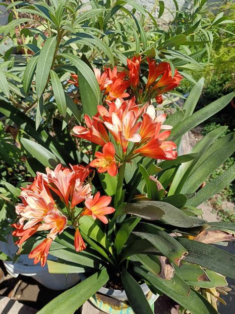 Clivia 5 - CLIVIA