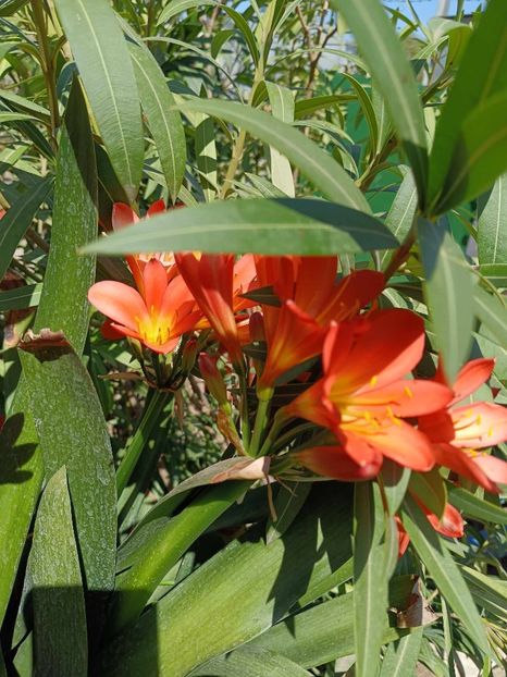 Clivia 6 - CLIVIA