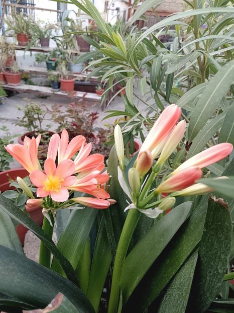 Clivia 8 - CLIVIA