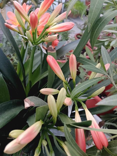 Clivia 9 - CLIVIA