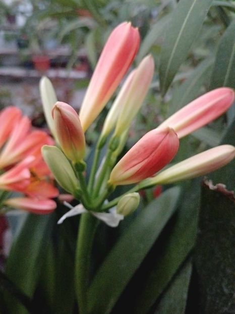 Clivia 10 - CLIVIA