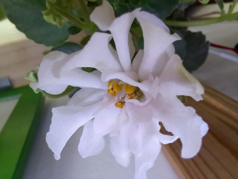  - Violeta DS-Prekrasnoe Daleko