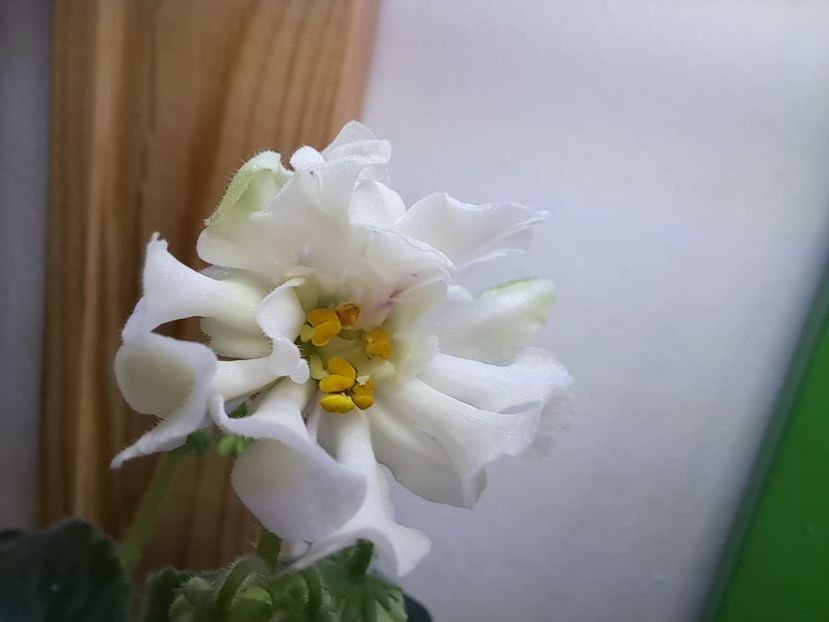  - Violeta DS-Prekrasnoe Daleko