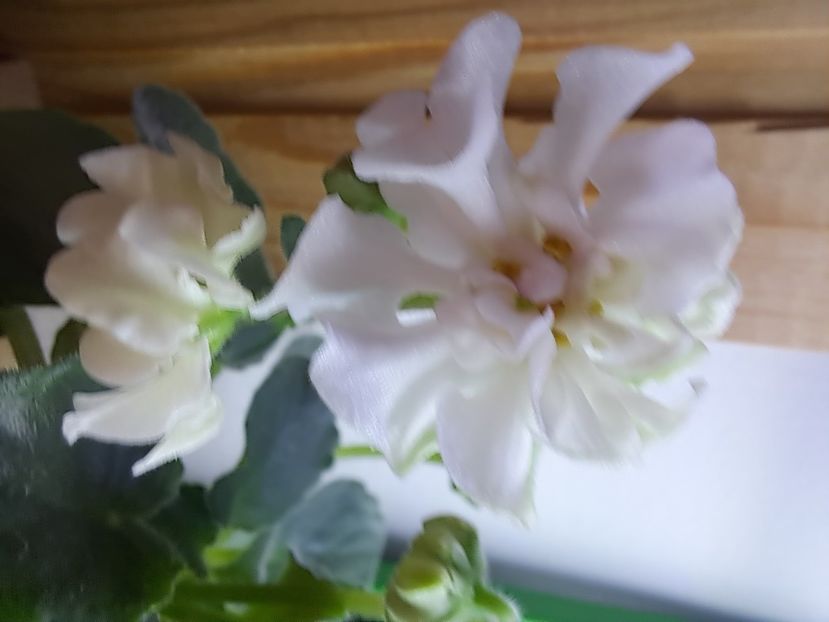  - Violeta DS-Prekrasnoe Daleko