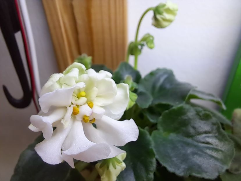  - Violeta DS-Prekrasnoe Daleko