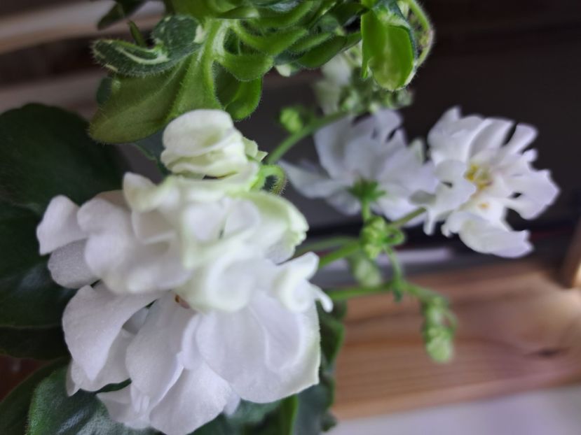  - Violeta DS-Prekrasnoe Daleko