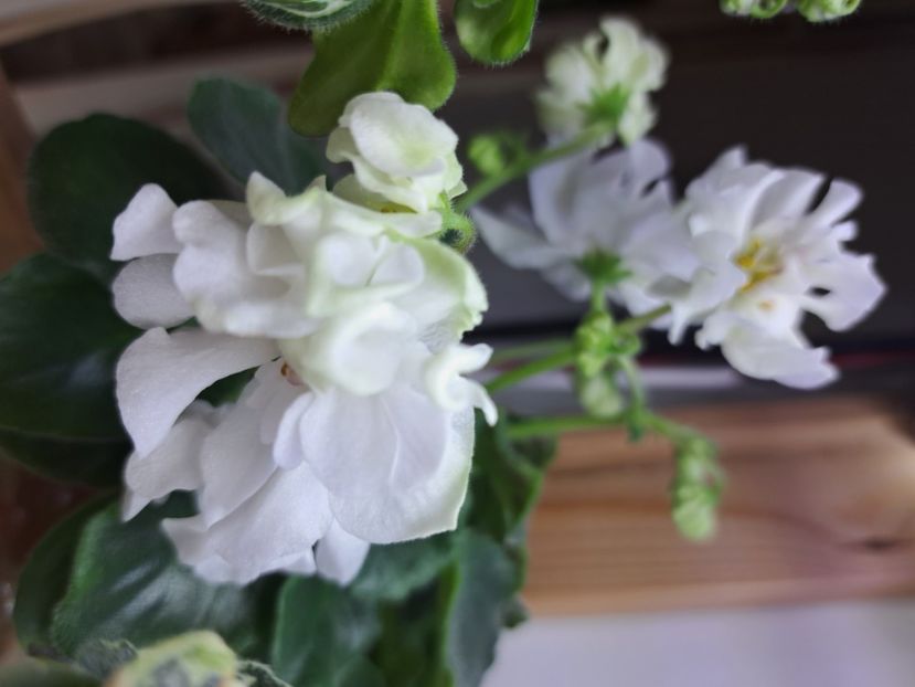  - Violeta DS-Prekrasnoe Daleko