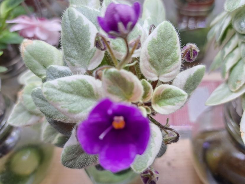  - Violeta Rob s Lucky Number chimera frunze