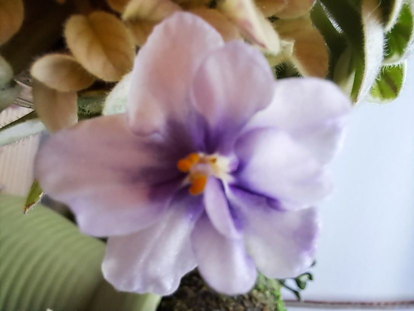  - Violeta Rob s Lucky Penny chimera frunze