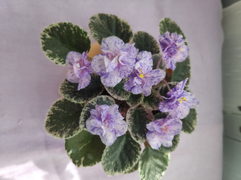 Cajun's Lil Sprinkles 5 lei - AA Frunze de violete proaspat taiate