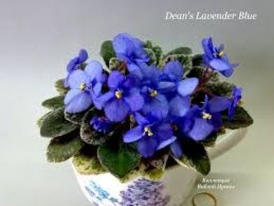Dean`s Lavender Blue 5 lei - AA Frunze de violete proaspat taiate