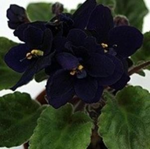 Indigo Doll 5 lei - AA Frunze de violete proaspat taiate