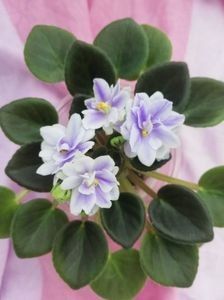 N Moroznyi Yanvary 5 lei - AA Frunze de violete proaspat taiate