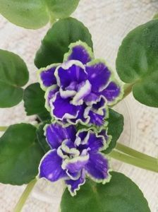 ND Bosfor Vostochnyy 6 lei - AA Frunze de violete proaspat taiate