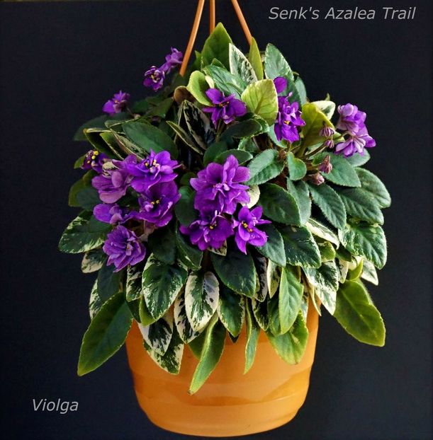 Senk's Azaleea trail  5 lei - AA Frunze de violete proaspat taiate