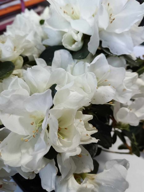 A3 - AZALEE Rhododendron simsii