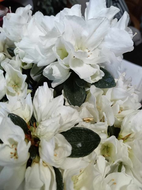 A5 - AZALEE Rhododendron simsii