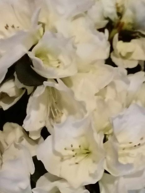 A7 - AZALEE Rhododendron simsii