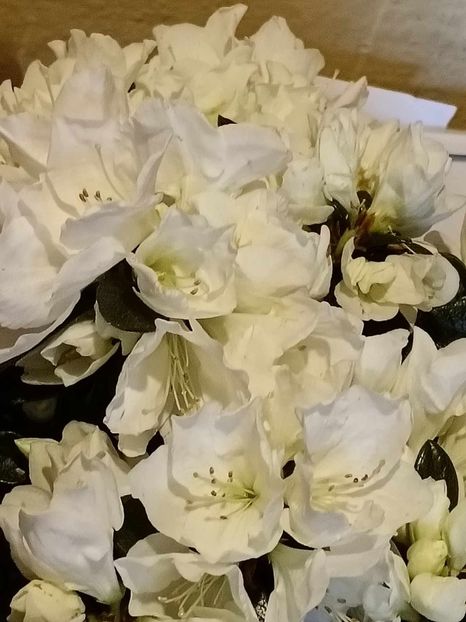 A9 - AZALEE Rhododendron simsii