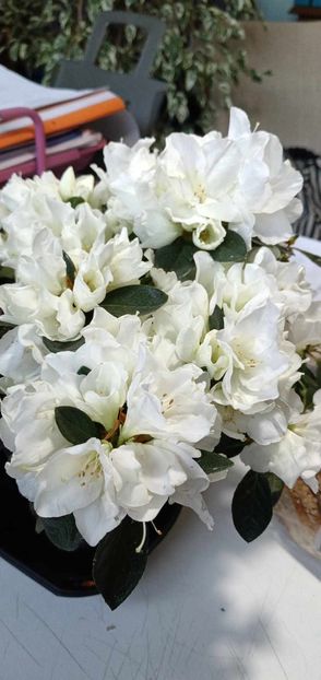 A12 - AZALEE Rhododendron simsii