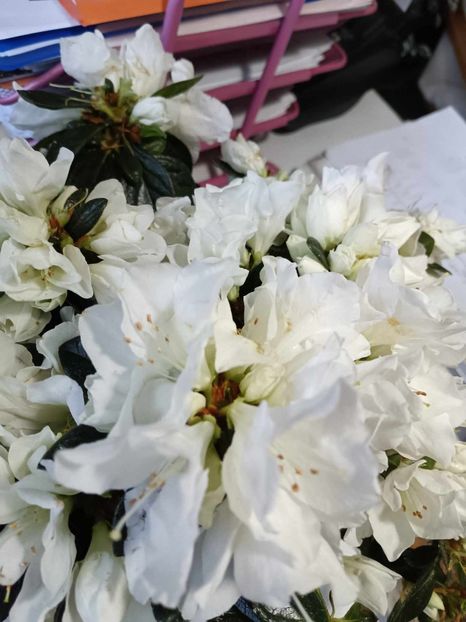 A2 - AZALEE Rhododendron simsii